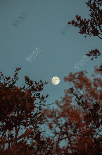 月光树影