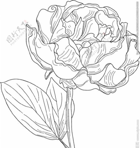 线稿图绘画植物花朵图片