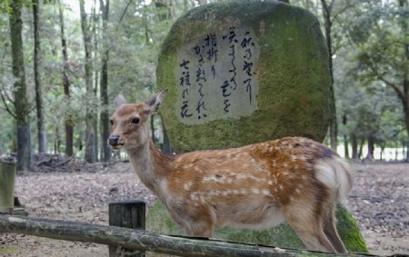 日本奈良鹿公园