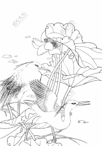 鸟雀绘画线稿图图片
