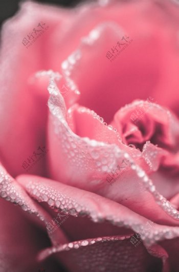 粉色的玫瑰花花瓣纤薄娇嫩边缘