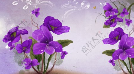 兰花风信子花紫色花朵