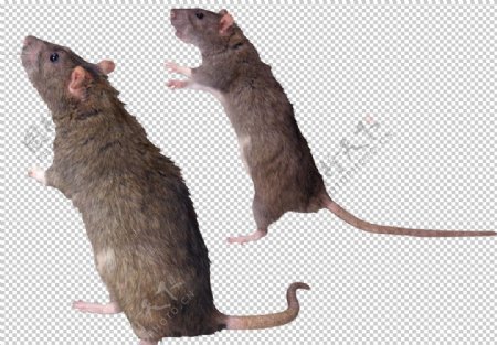 动物老鼠图案