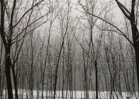 林海雪源图片