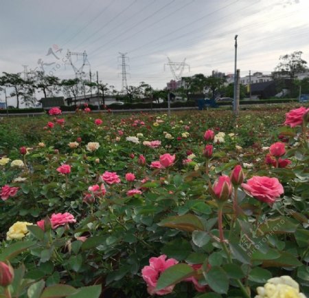 玫瑰花风景图片