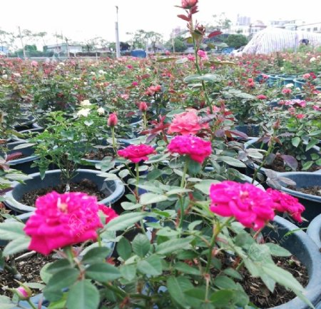 玫瑰盆栽图片