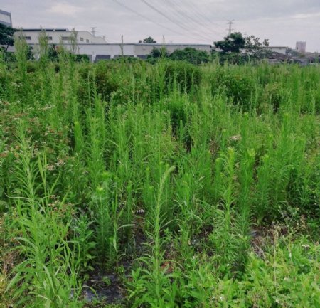 野草风景图片