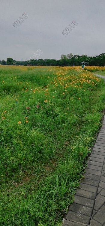 菊花花海风景图片