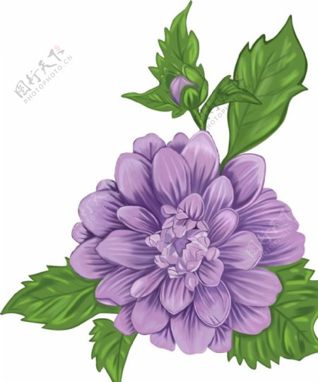 紫色大花图片
