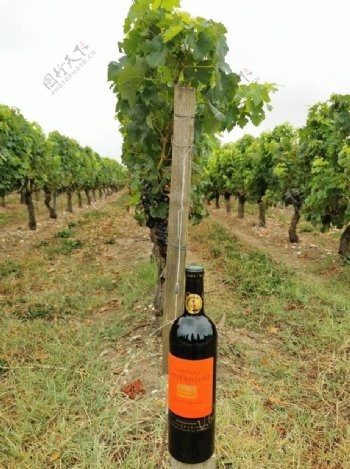 法国康曼笛庄园卡萨图葡萄酒图片