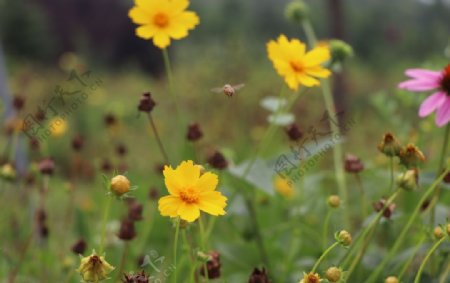 黄雏菊花图片