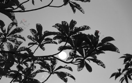 黑白图片树叶