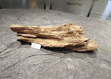 化石古树化石树化石化石林图片