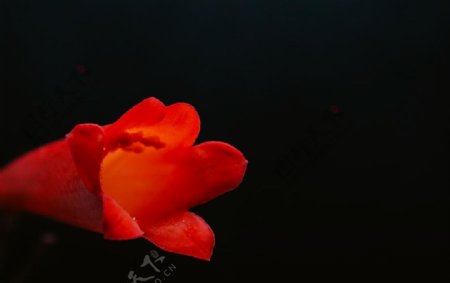 红色花图片