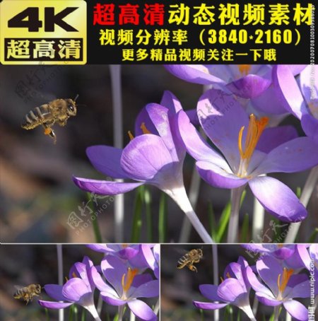 春天春季蜜蜂花朵鲜花实拍视频