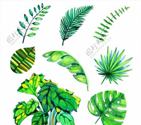 水彩绘绿色棕榈树叶图片