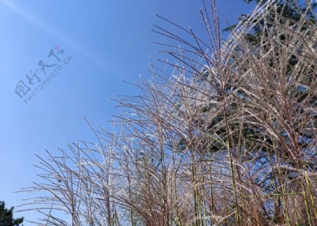 蓝天下的芦花丛图片