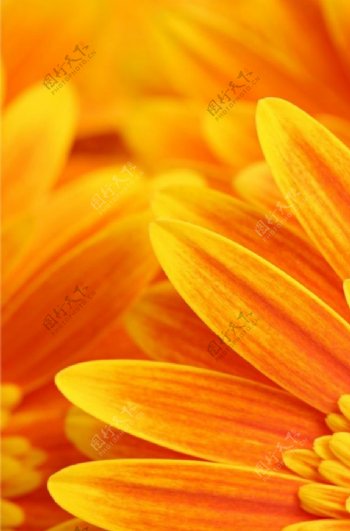 橙色花图片