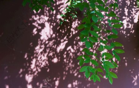 光影下的槐树叶图片