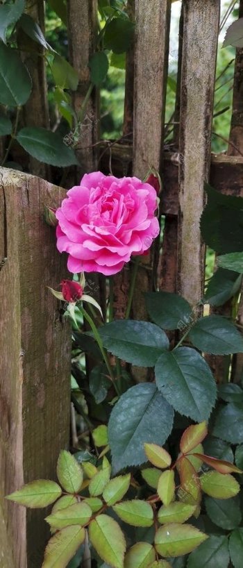 篱笆玫瑰花一朵玫瑰花摄影图片