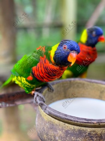 彩虹鹦鹉鸟图片