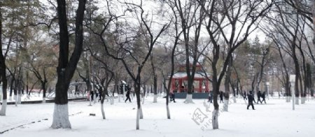 雪天树木图片