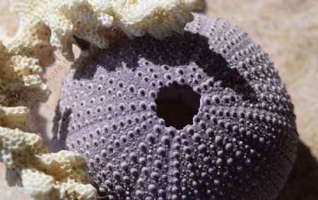 海胆壳图片