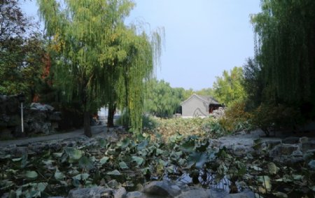 荷塘风景图片