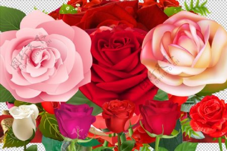 几十款高质量透明背景玫瑰素材图片