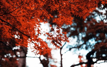 日本伊势神宫外的枫叶图片