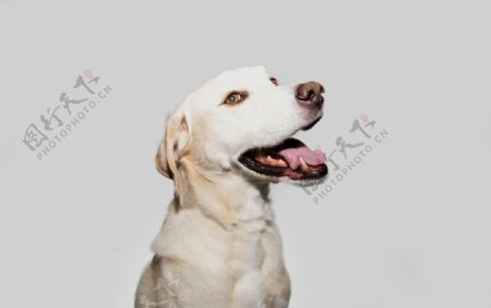 拉布拉多犬图片