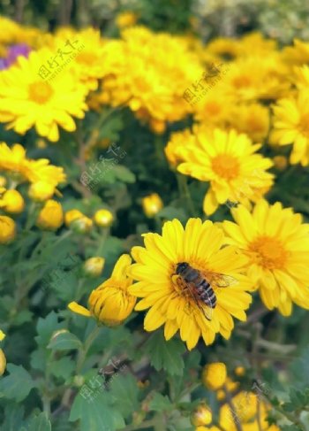 蜜蜂和金菊图片