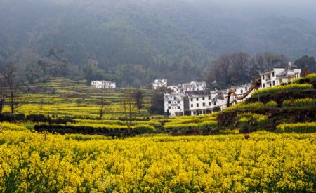 油菜花风景图片