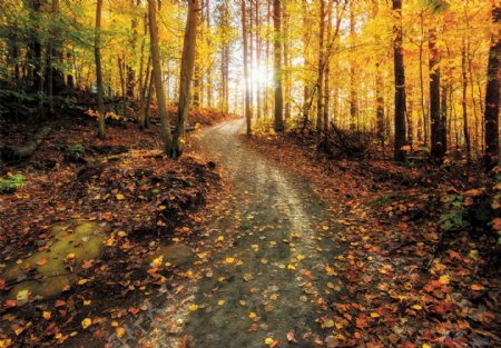秋天的树林小径金黄色的银杏树叶图片