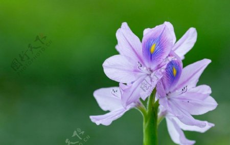 美丽的雨久花图片