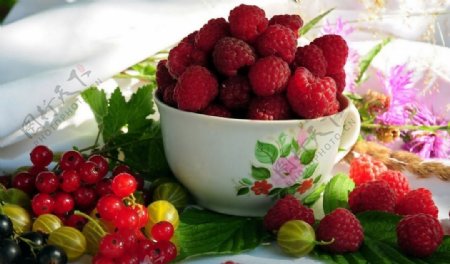 水果鹅莓图片