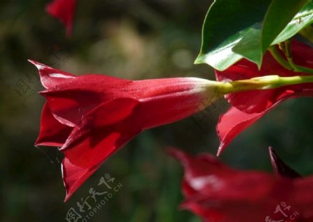花朵娇柔艳丽的红蝉花图片