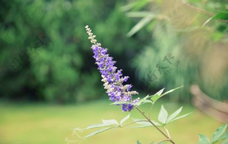 紫色花朵绿叶植物背景图片