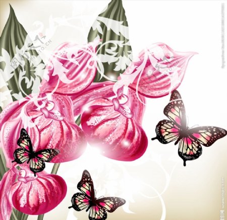 兰花和蝴蝶矢量图片
