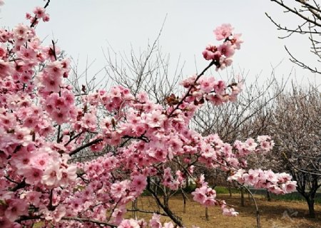 桃花朵朵开图片