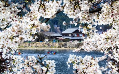 日本樱花图片