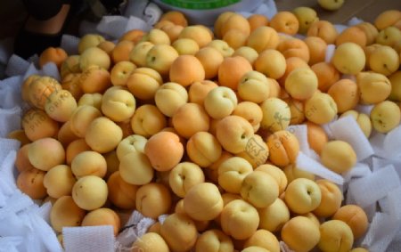 一堆杏子图片