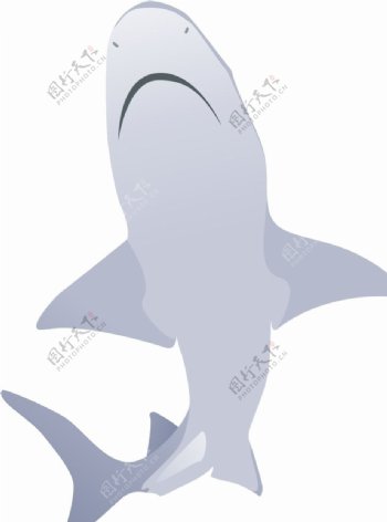 鲨鱼矢量图片