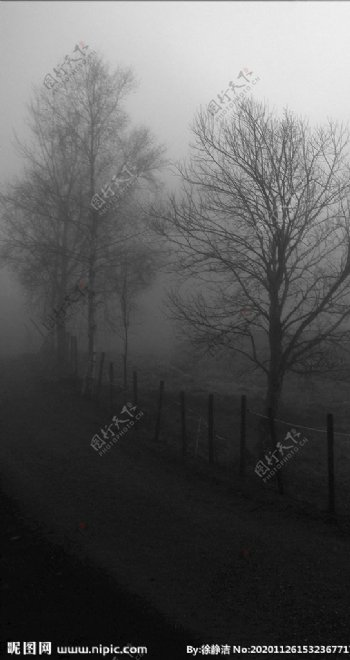蒙雾树景图片
