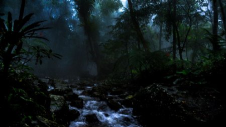 雨林秘境图片