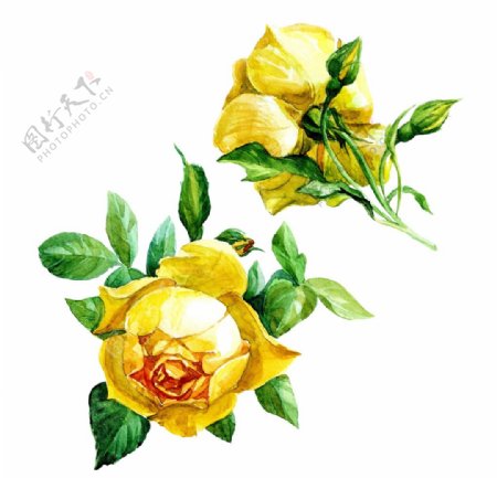 玫瑰月季牡丹刺玫图片