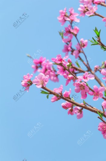 春日海棠花清新素材图片