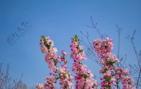 户外蓝天粉色海棠花图片