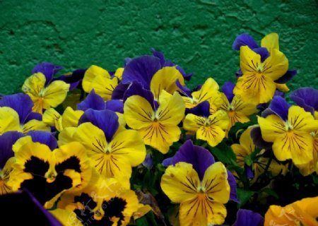 美丽的三色堇鲜花图片