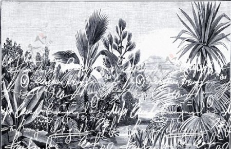 热带雨林植物椰树花朵鸟图片